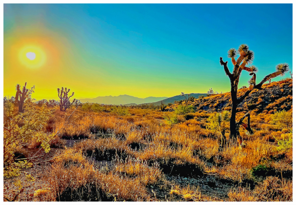 Main image Joshua Tree Sunrise