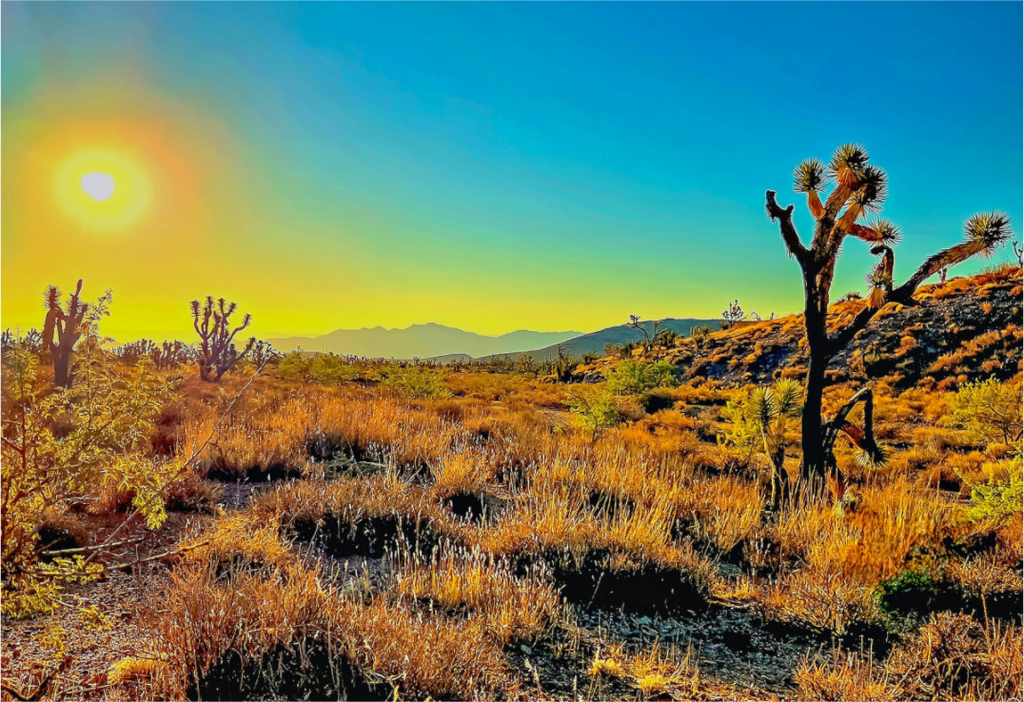 Main image Joshua Tree Sunrise
