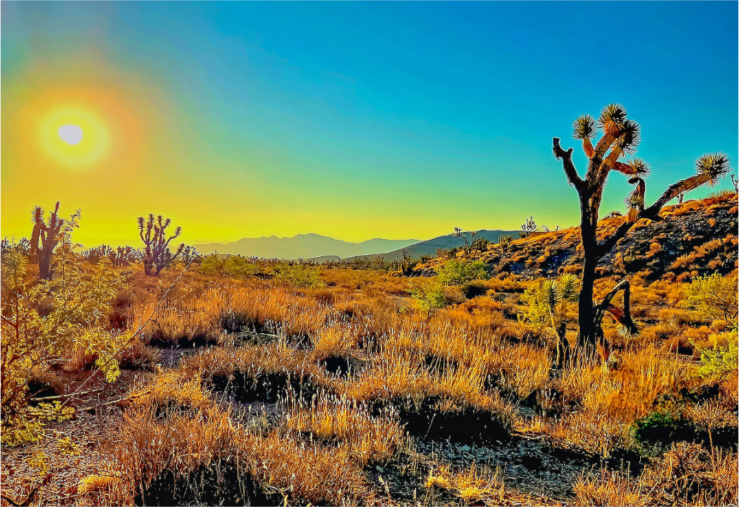 Main image Joshua Tree Sunrise
